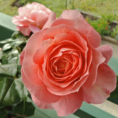 Rose Fragrance King (Rosa) - Ladybird Nursery