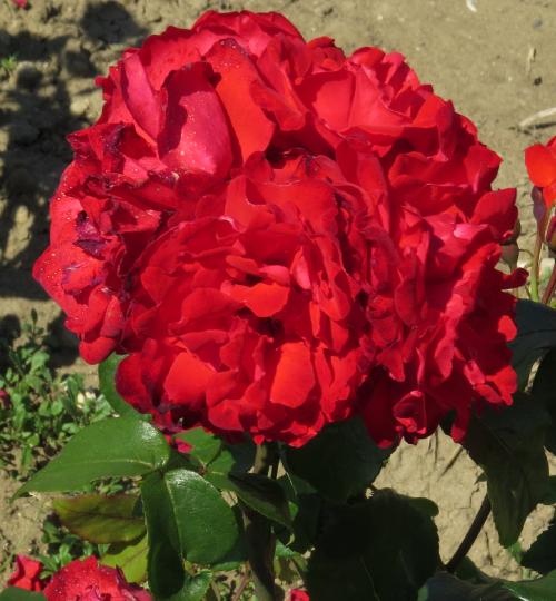 Rose Satchmo 2 ft Standards (Rosa) - Ladybird Nursery