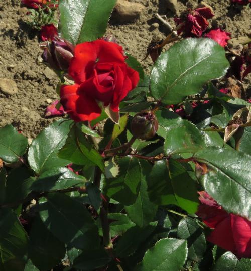Rose Satchmo 2 ft Standards (Rosa)