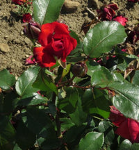 Rose Satchmo 2 ft Standards (Rosa)