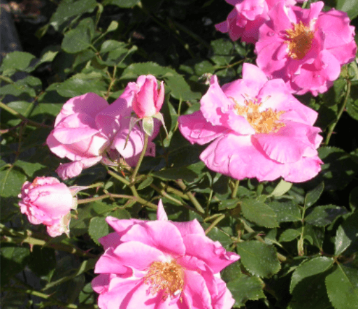 Rose Assorted Roses (Rosa spp.)