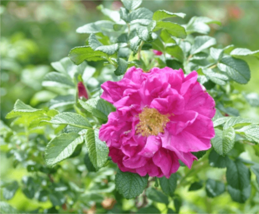 Rose Assorted Roses (Rosa spp.)