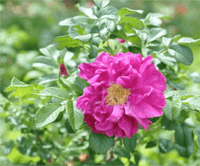 Rose Assorted Roses (Rosa spp.)