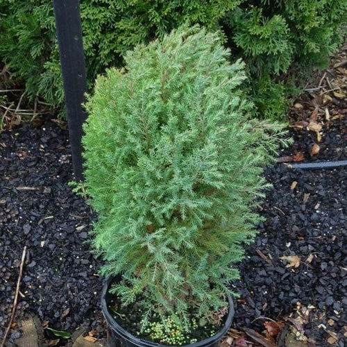 Arborvitae Rosedalis (Thuja orientalis) - Ladybird Nursery
