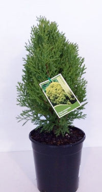 Arborvitae Rosedalis (Thuja orientalis)