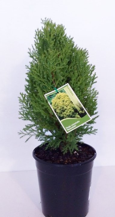 Arborvitae Rosedalis (Thuja orientalis) - Ladybird Nursery