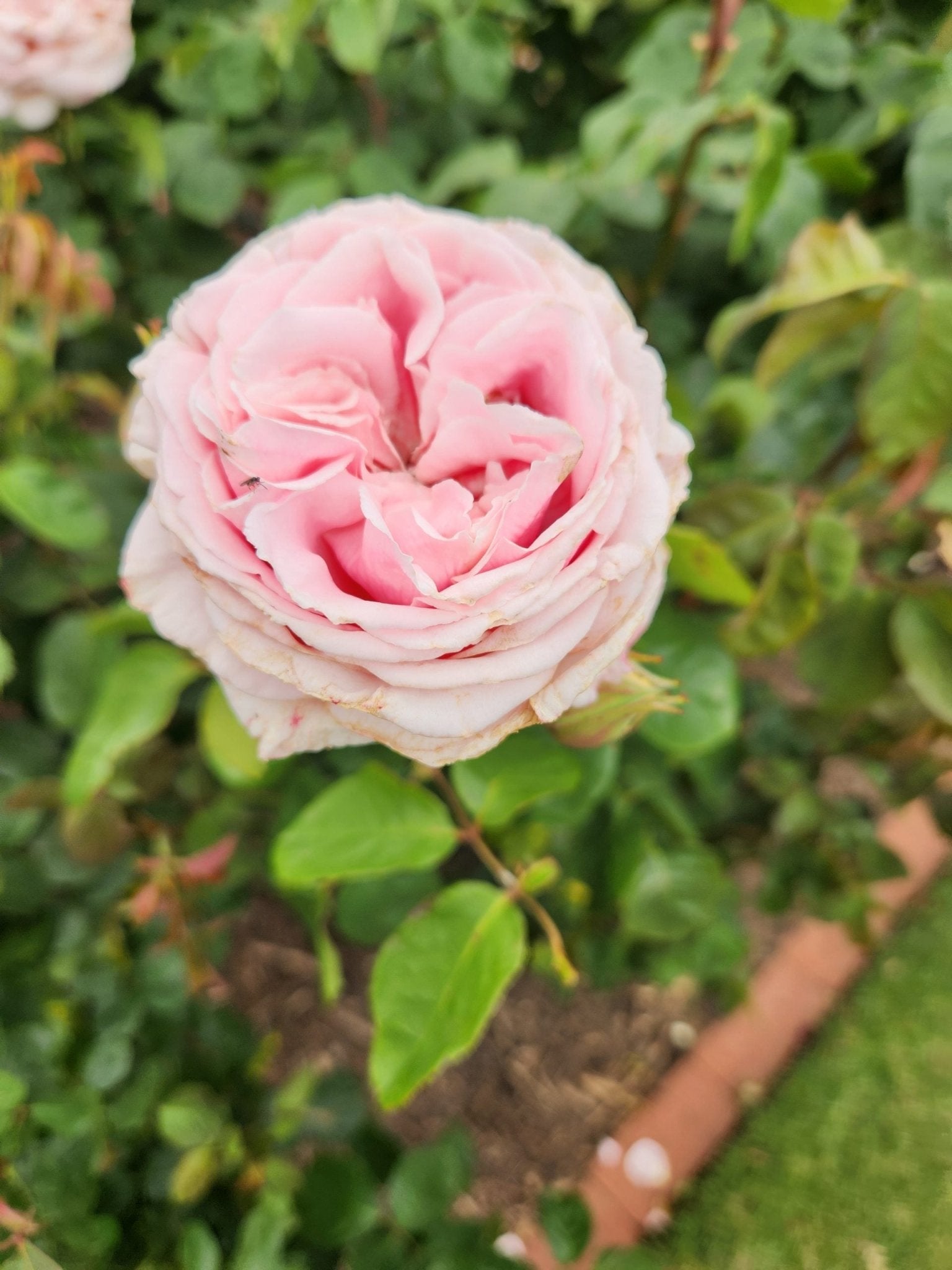 Rose Assorted 3 ft Standards (Rosa spp.) - Ladybird Nursery
