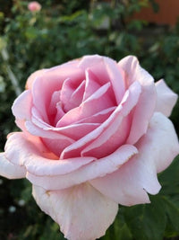Rose Assorted 3 ft Standards (Rosa spp.) - Ladybird Nursery