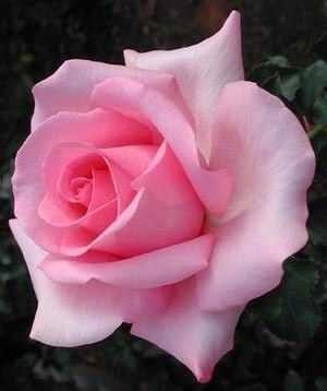 Rose Assorted 3 ft Standards (Rosa spp.)