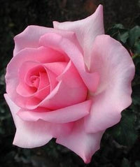 Rose Assorted 3 ft Standards (Rosa spp.)