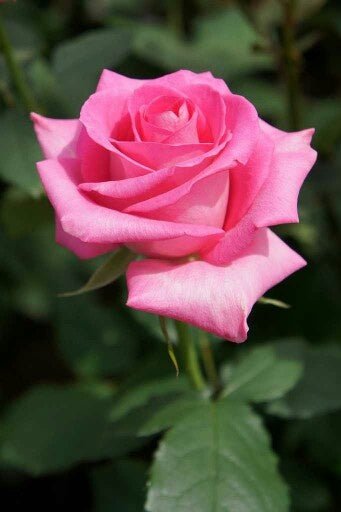 Rose Assorted 3 ft Standards (Rosa spp.) - Ladybird Nursery