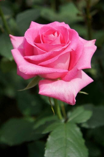 Rose Assorted 3 ft Standards (Rosa spp.)