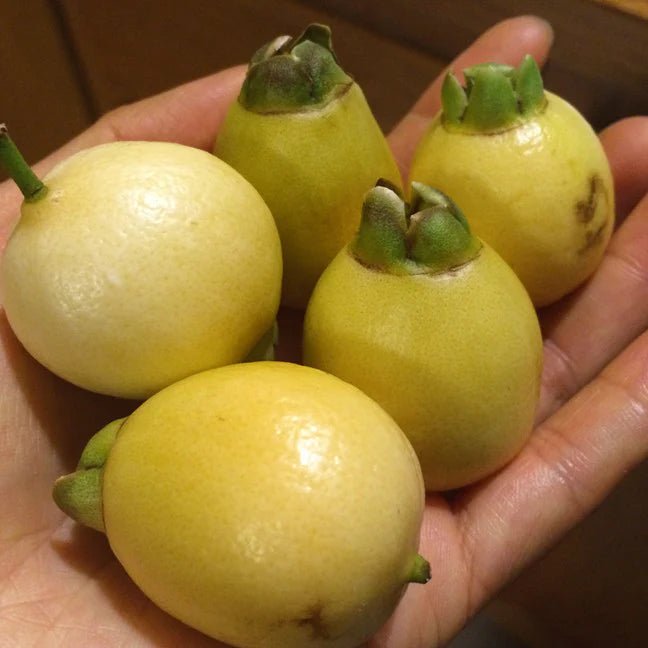 Rose Apple - Ladybird Nursery