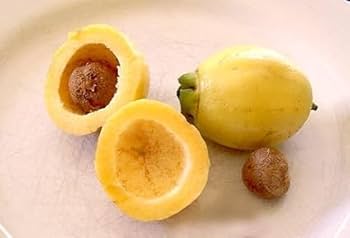 Rose Apple - Ladybird Nursery