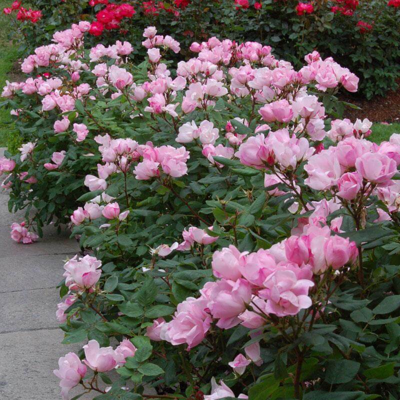Rose RADYOD Blushing Knockout® (Rosa) - Ladybird Nursery