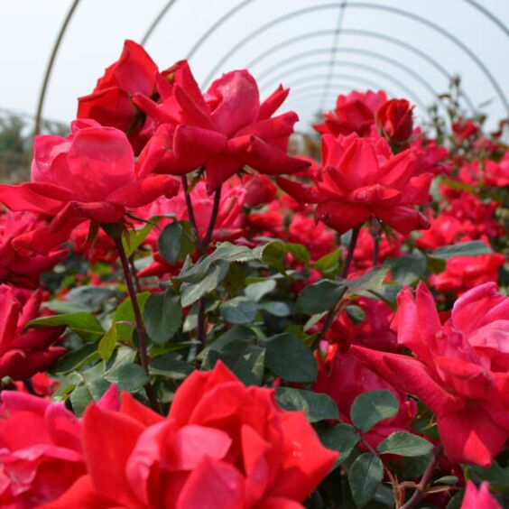 Rose RADTKO Double Red Knockout® (Rosa) - Ladybird Nursery