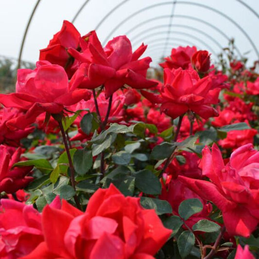 Rose RADTKO Double Red Knockout® (Rosa) - Ladybird Nursery
