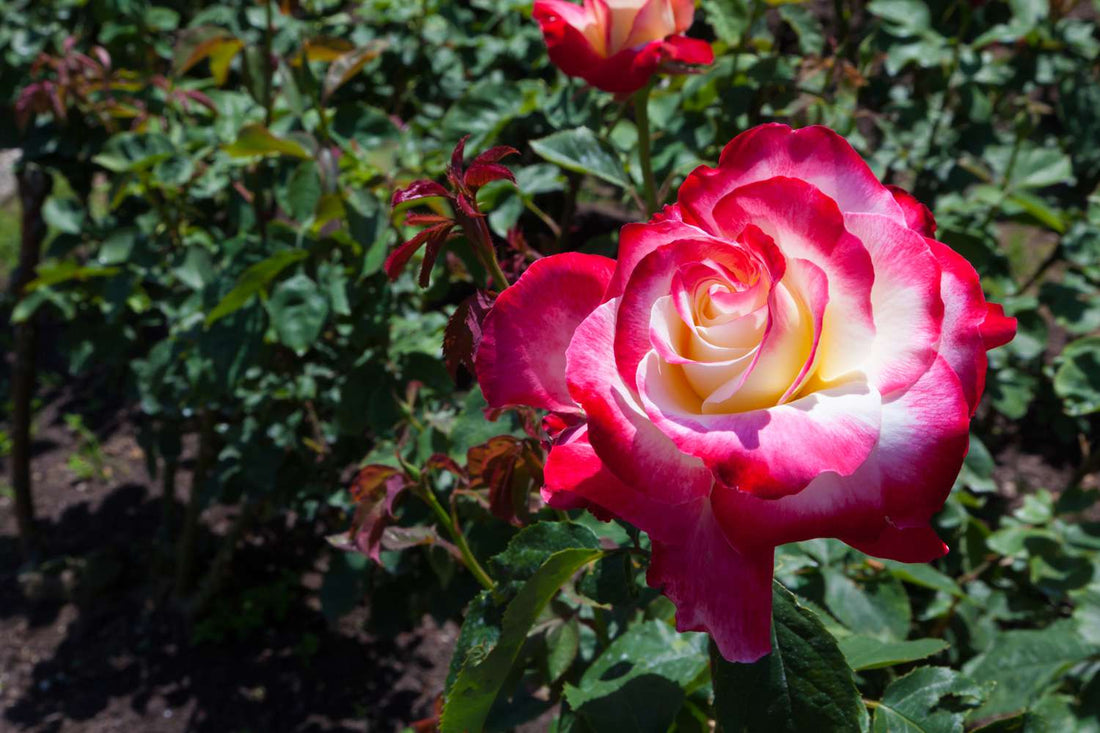 Rose Perfume Delight 2 ft Standards (Rosa) - Ladybird Nursery