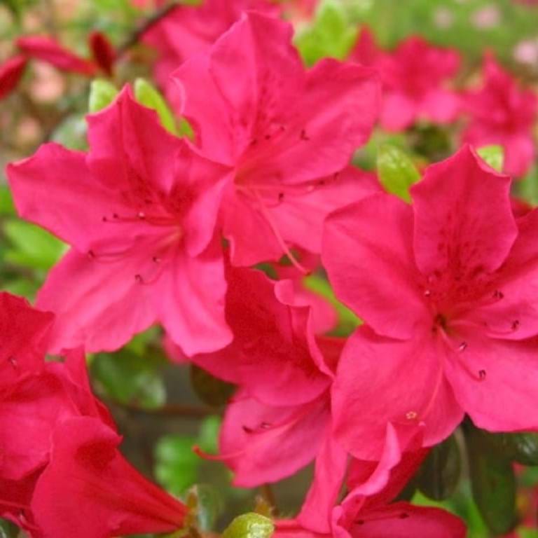 Azalea Rose Glitters