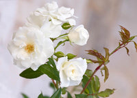 Rose Iceberg (Rosa) - Ladybird Nursery