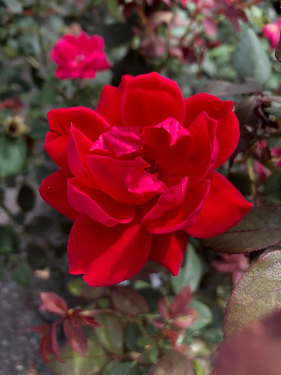 Rose RADTKO Double Red Knockout® (Rosa) - Ladybird Nursery