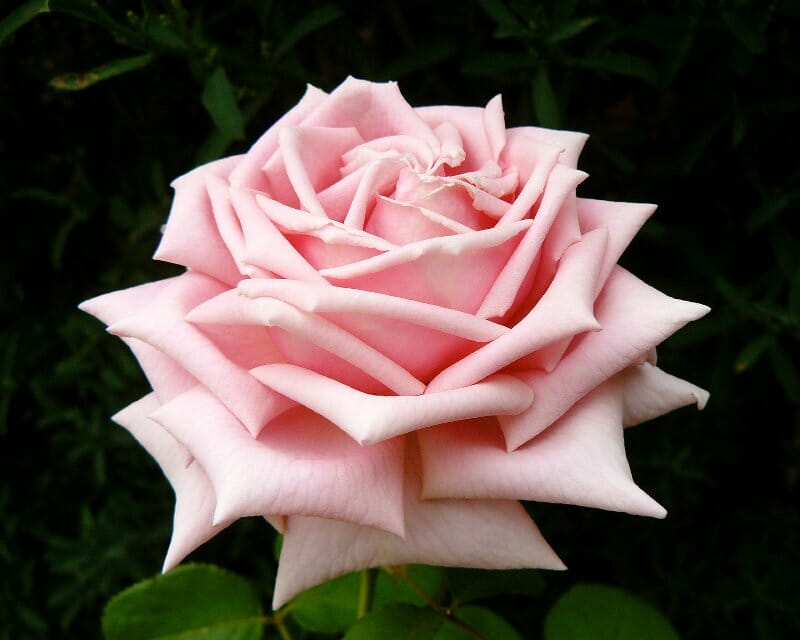 Rose Assorted 3 ft Standards (Rosa spp.)