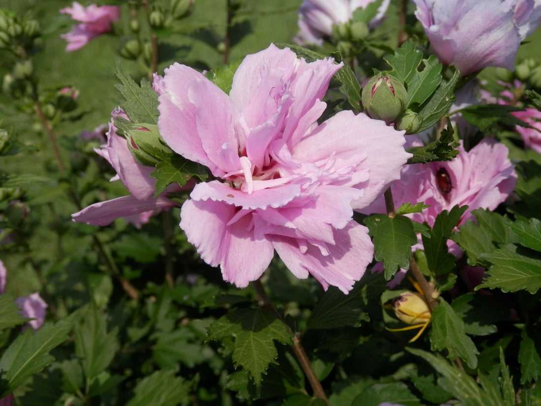 Rose of Sharon Summer Sensations Double Pink (Hibiscus syriacus) - Ladybird Nursery