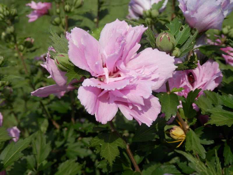 Rose of Sharon Summer Sensations Double Pink (Hibiscus syriacus)