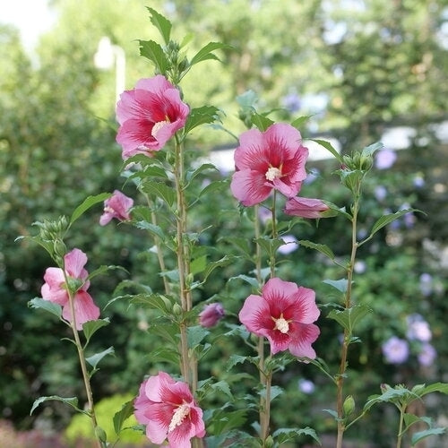 Rose of Sharon Deep Pink (Hibiscus syriacus)