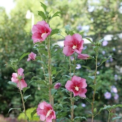 Rose of Sharon Deep Pink (Hibiscus syriacus) - Ladybird Nursery