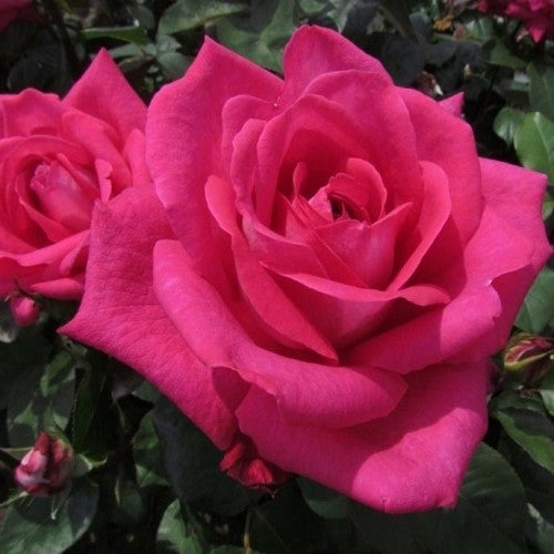 Rose Showpiece™ Lipstick (Rosa)