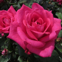 Rose Showpiece™ Lipstick (Rosa)