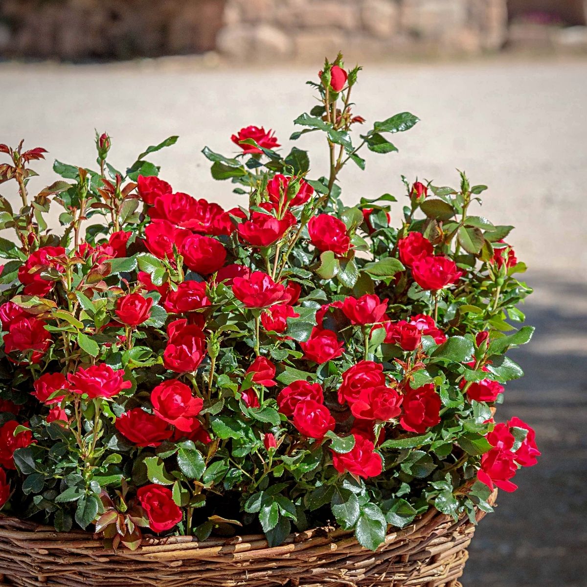 Rose Meibenbino (Zepeti® var.) - Ladybird Nursery