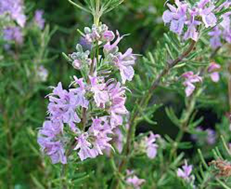 Rosemary 'Rosea' (Rosmarinus officinalis) - Ladybird Nursery