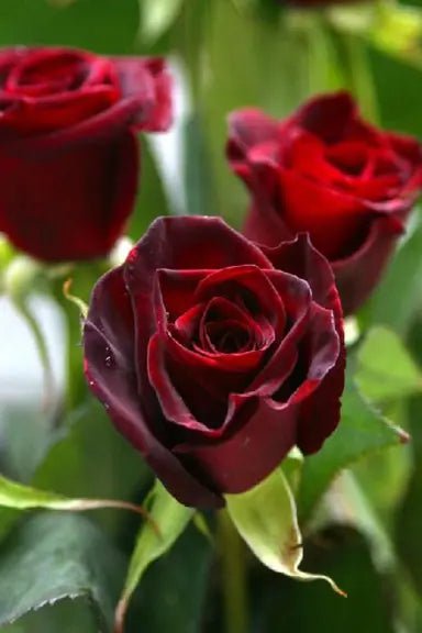 Rose Black Beauty 3 ft Standards (Rosa) - Ladybird Nursery