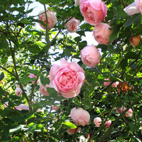 Rose Montville (Rosa) - Ladybird Nursery