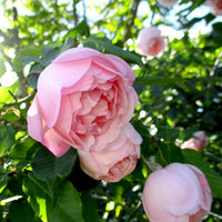 Rose Montville (Rosa)