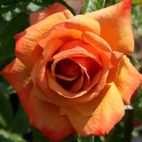 Rose Remember Me 2 ft Standards (Rosa) - Ladybird Nursery