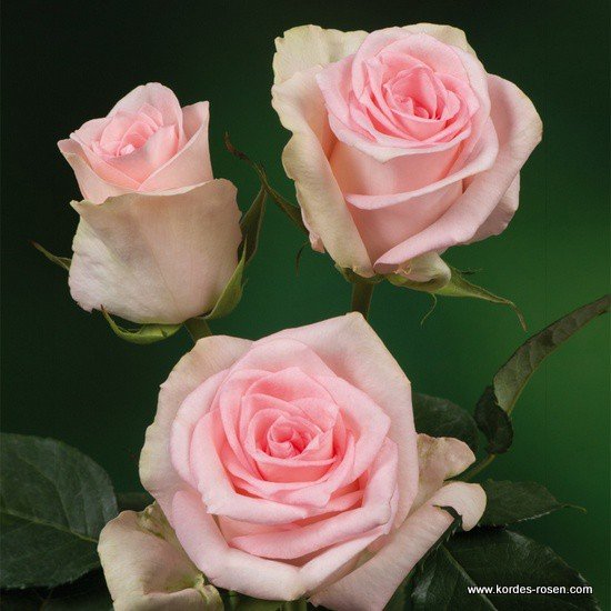 Rose 'Flamingo' 3ft Standard - Ladybird Nursery