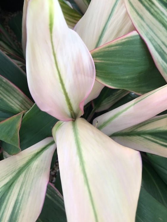 Cordyline 'Alba Rosea' - Ladybird Nursery