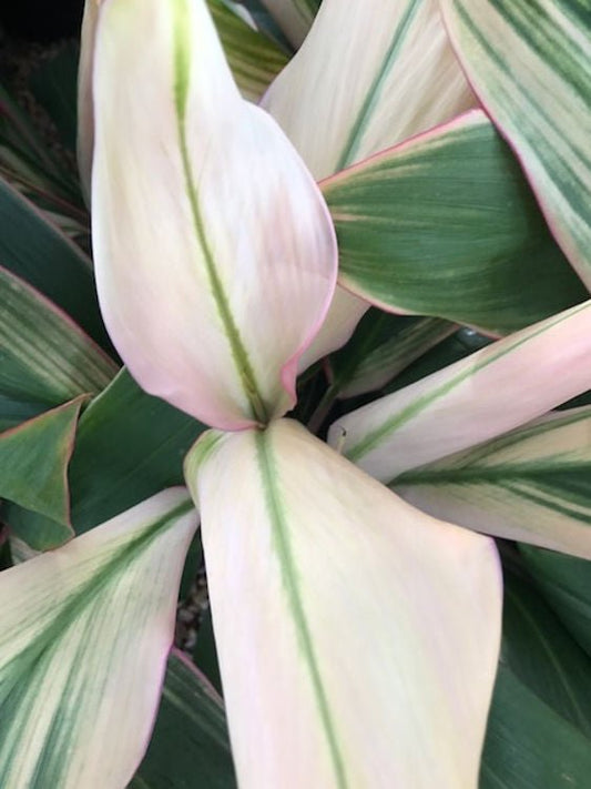Cordyline 'Alba Rosea' - Ladybird Nursery