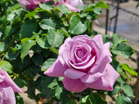 Rose ‘Charles de Gaulle’ - Large