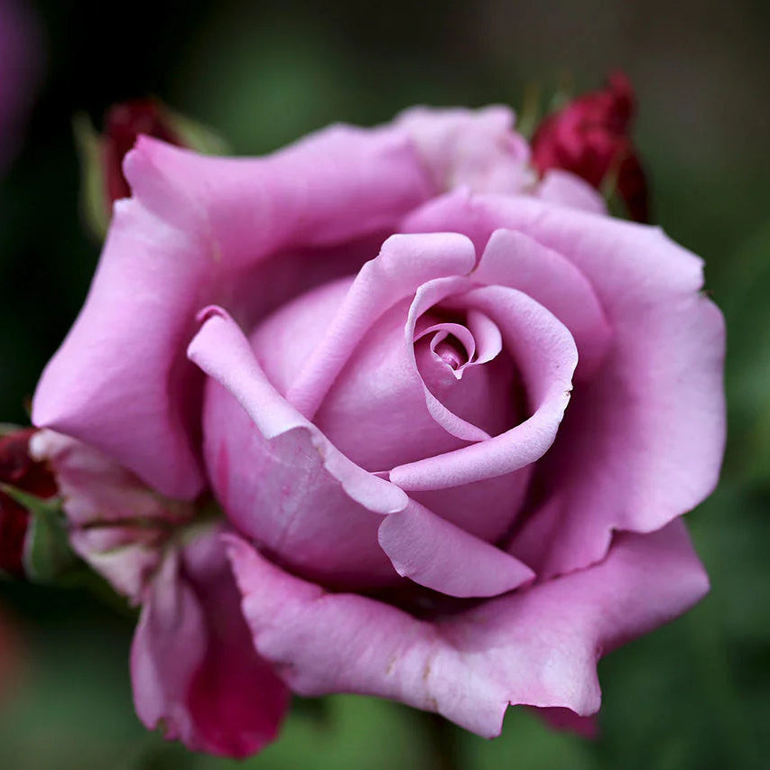 Rose ‘Charles de Gaulle’ - Large