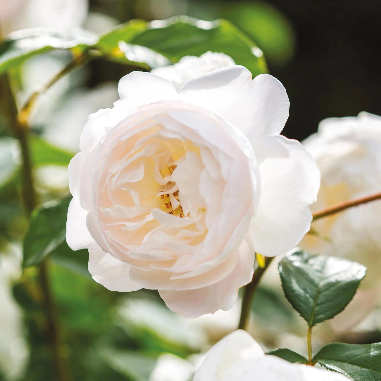 Rose ‘Desdemona' (David Austin) - Large