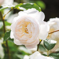 Rose ‘Desdemona' (David Austin) - Large