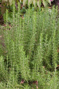 Rosemary Salem (Rosmarinus officinalis) - Ladybird Nursery