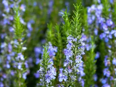 Rosemary Blue Lagoon (Rosmarinus officinalis)
