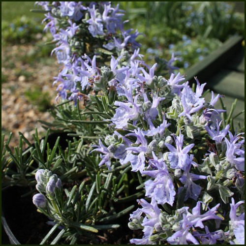 Rosemary Prostratus 140mm Pot (Rosmarinus officinalis)