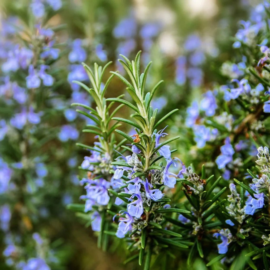 Rosemary Assorted (Rosmarinus officinalis) - Ladybird Nursery
