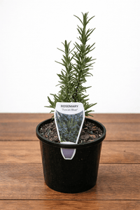 Rosemary Tuscan Blue 140mm Pot - Ladybird Nursery